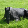 Friesian lying down 1