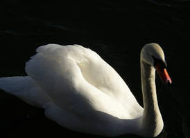 Swan2