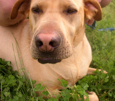 George in the field