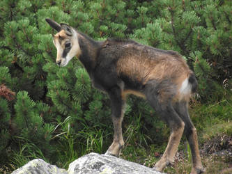 Tatra chamois lamb