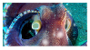 Coconut Octopus stamp