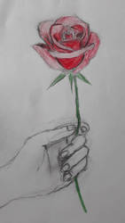 Beautiful Rose