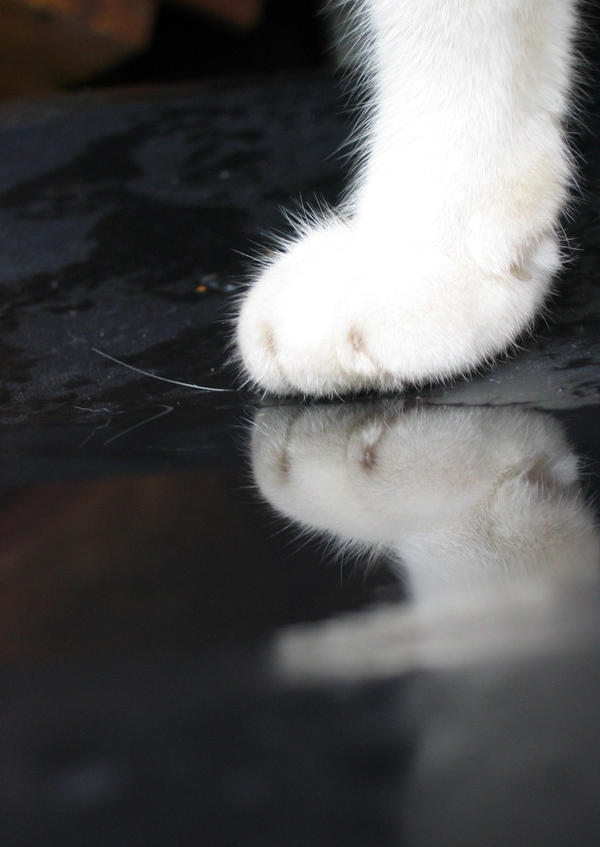 paws.