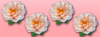 Blushing Rose Divider FTU