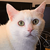 A White Kitty Avatar or Icon V2 FTU