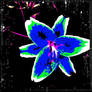 photoshop flower