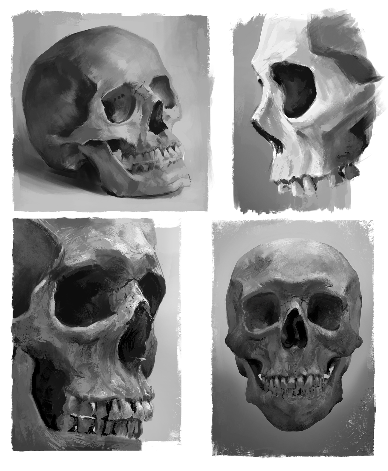 Skull Studies