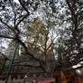 Bodhi Tree with Temple