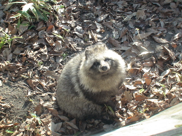 Animals - Japanese tanuki