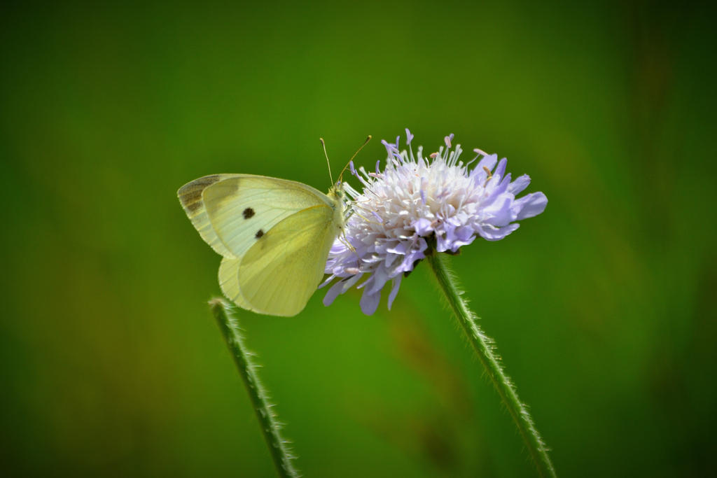 White Butterfly