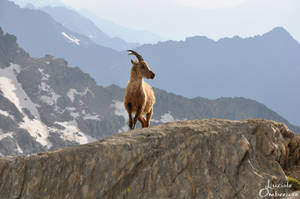 King of the mountains