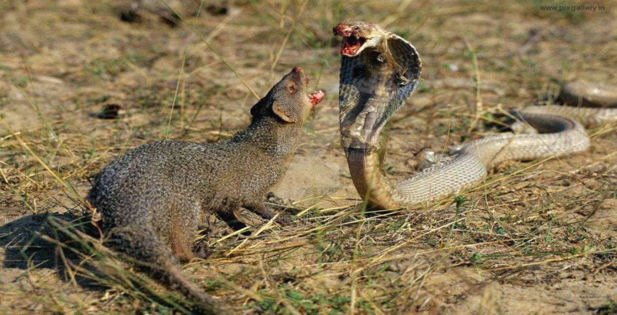 ELKE00079 SNAKES FIGHT WITH MONGOOSE BF by RUDOLF by yzcneгef on DeʋiantAгt