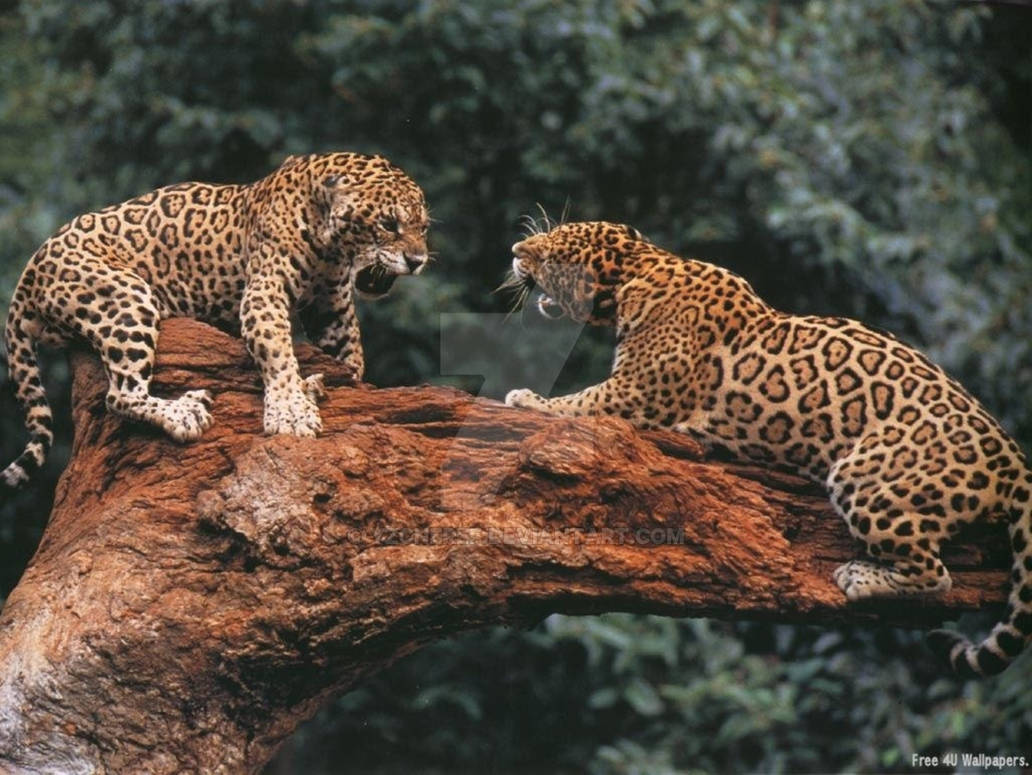 Конкуренция между хищниками. Ягуар тропического леса. Ягуар Южная Америка. Ягуар в тропическом лесу. Ягуар в Амазонии.