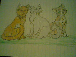 the 3 cats