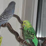 Budgies3