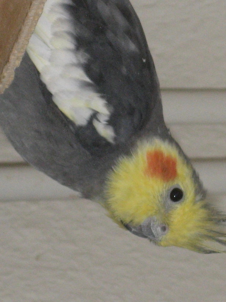 Cockatiel 2