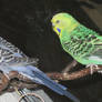 Budgies 5