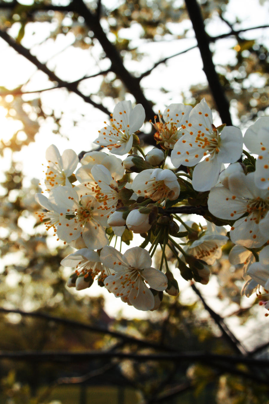 Cherry blossoms