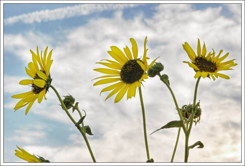 Wild Flower