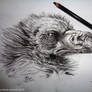 Griffon vulture head study