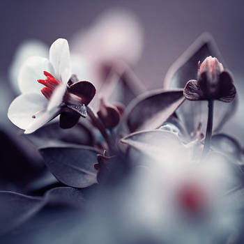 velvet by yv