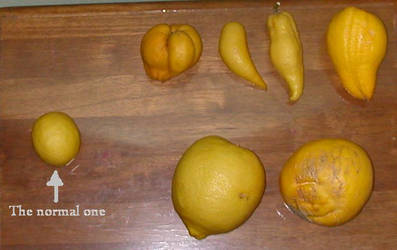 The lemons not found in stores