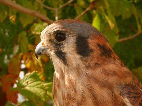 American Kestrel Female