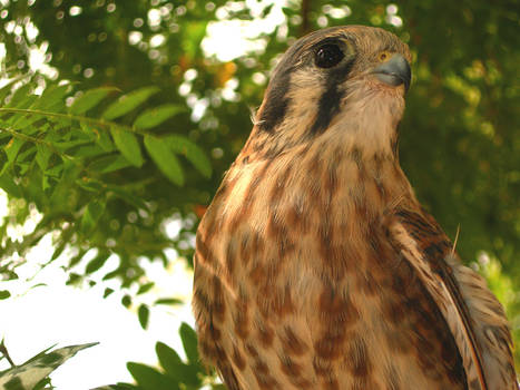 Same American Kestrel in tree