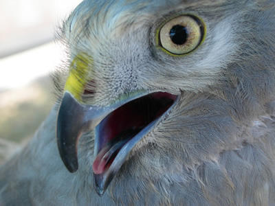 Northern Harrier