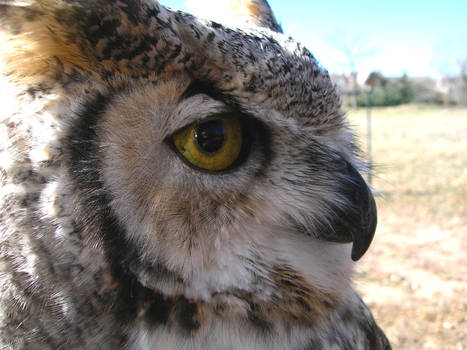 Great Horned owl