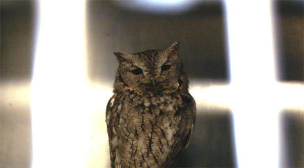 Activecase Eastern Screech owl