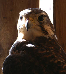 Activecase Prairie Falcon