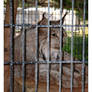 Bobcat_Wild Life Park