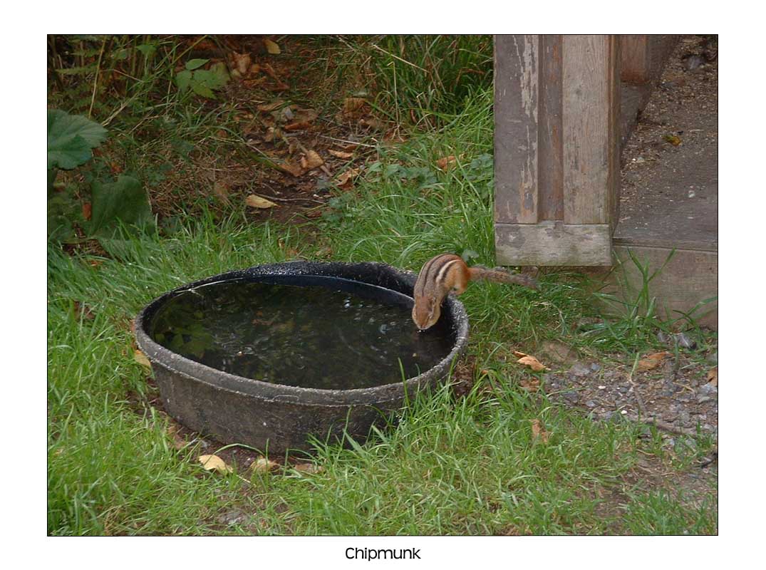 Chipmunk_Wild Life Park