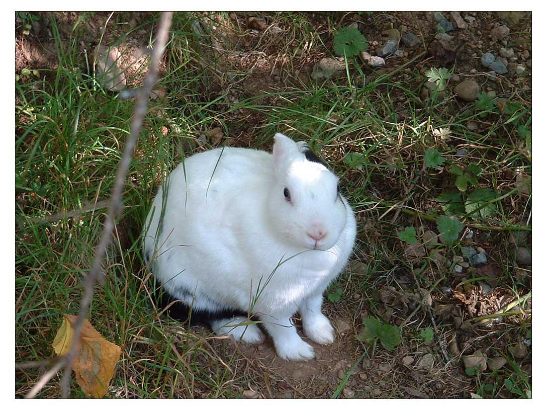 White Rabbit_Wild Life Park