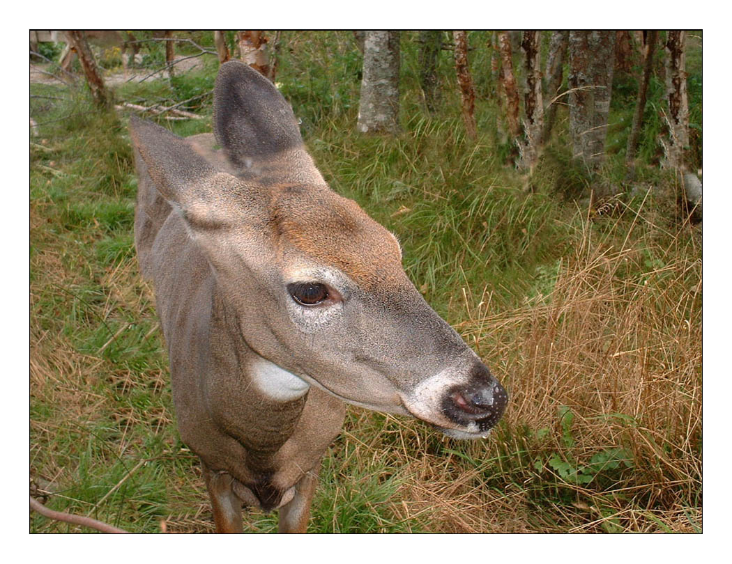 Baby Red Deer 2_Wild Life Park