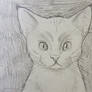 Graphite Cat