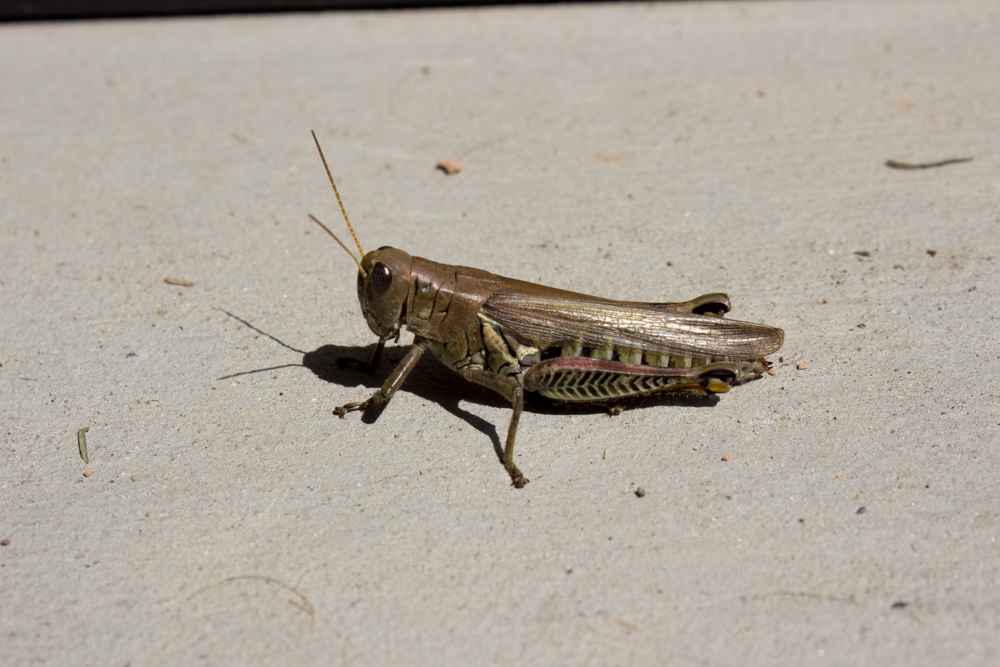 Grasshopper