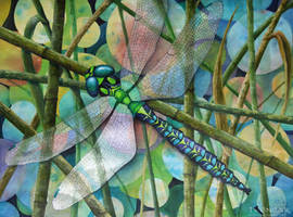 Dragonfly
