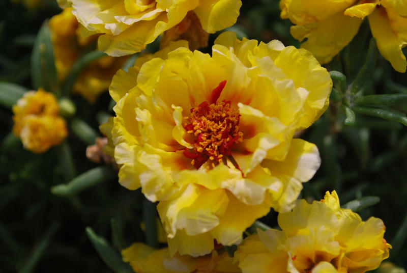 Yellow Ruffles by OhEmGe3 on DeviantArt