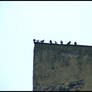 Bird on the Roof