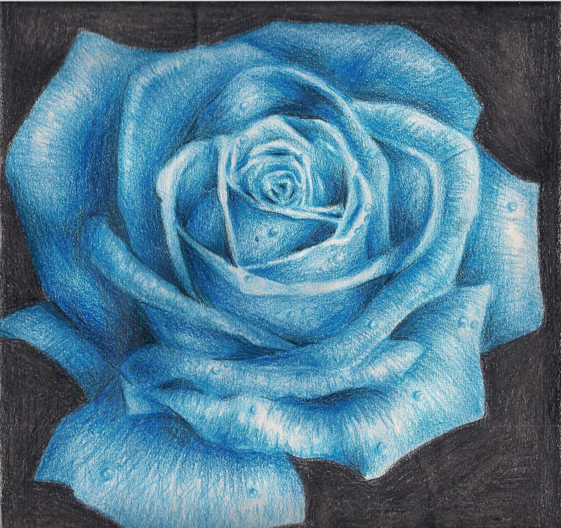 Blue Rose