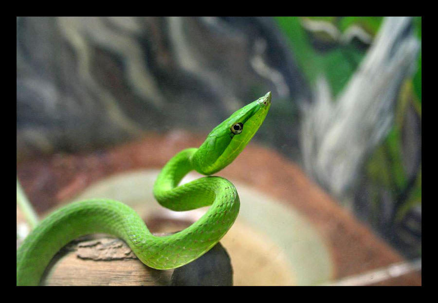 Baron's Racer by CoyoteGirl on DeviantArt