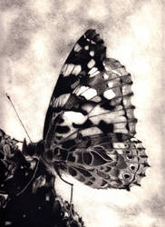 Butterfly in Charcoal