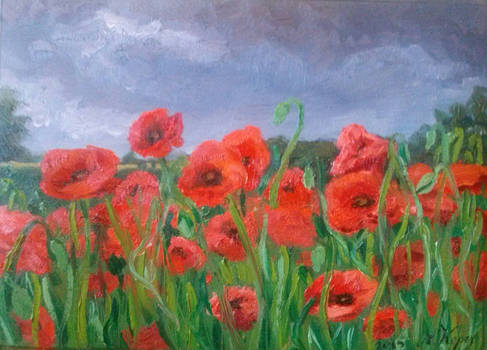 Poppies