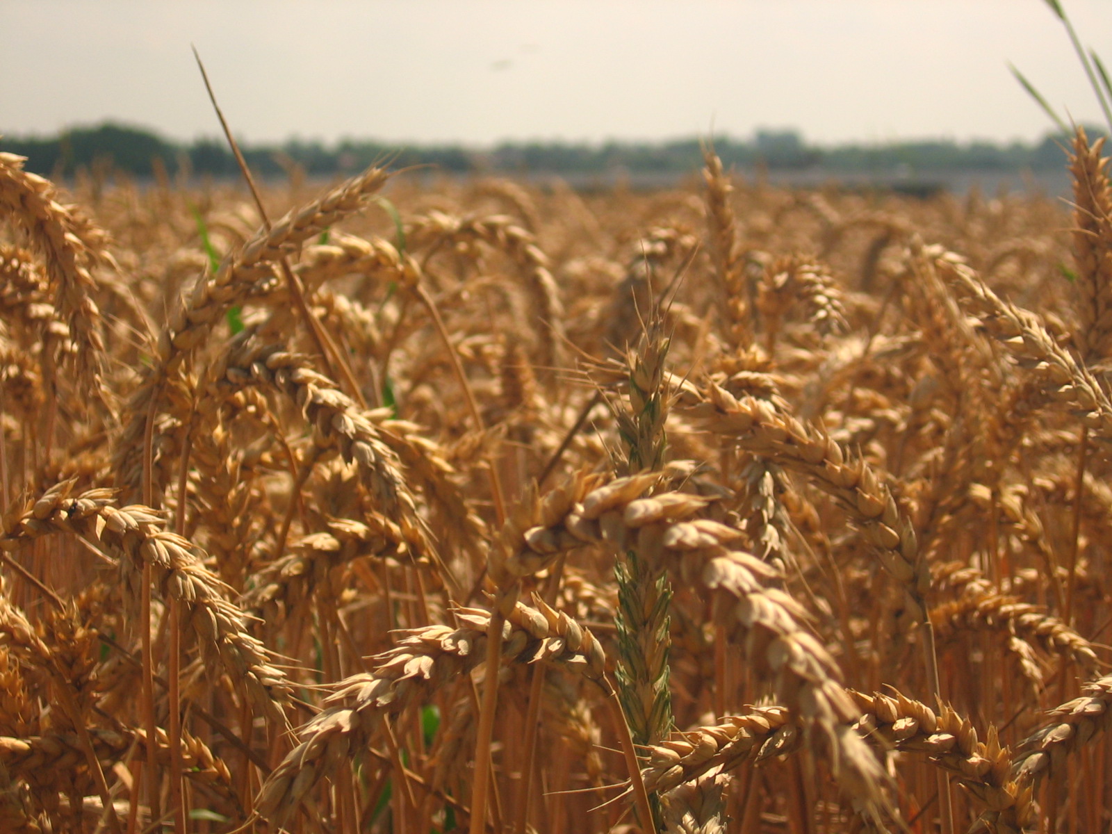 amongst the fields of grains..