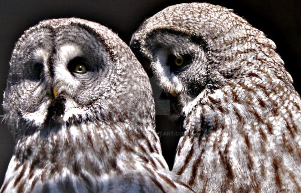 Owls in Love.