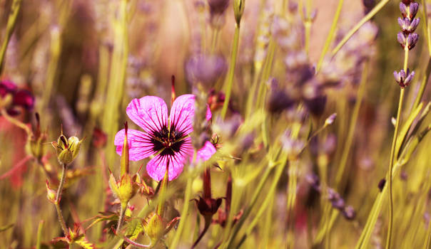 Traces of Lavender