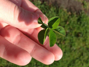 5 Leaf Clover!