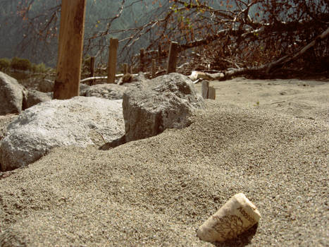 Shore of Teletskoe Lake